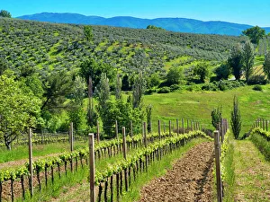 Umbria Prints: Italy, Umbria, Montefalco. View of vineyards