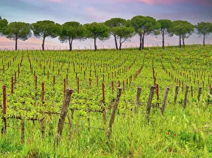 Cultivated Prints: Italy, Umbria. Vineyards with long rows