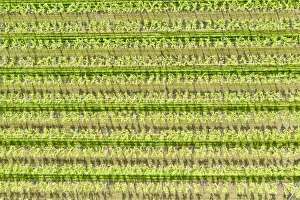Abundant Prints: Italy, Valpolicella vineyards