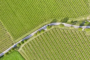 Italy, Valpolicella vineyards