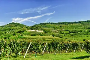 Vine Yard Prints: Italy, Venato, Soave. The Soave commune produces a dry white wine from the Veneto