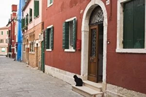 Images Dated 16th May 2006: Italy, Venice, Burano. Cat on doorstep of brightly colored house
