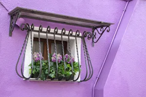 Images Dated 2022: Italy, Venice, Burano Island. Potted hydrangeas on a window sill of a lavender house