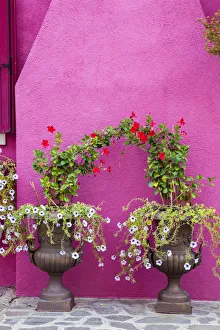 Italy, Venice, Burano Island. Urns planted with flowers against a bright pink wall on Burano Island
