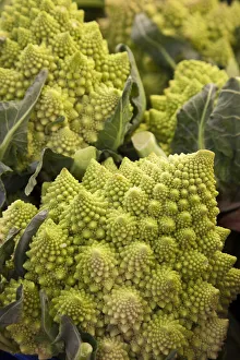 Europe Prints: Italy, Venice. Green Romanesco cauliflower on display and for sale in the Rialto Market