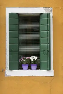 Flowerpot Prints: Italy, Venice. A green-shuttered window with purple flowerpots on a yellow wall is