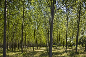 Images Dated 2nd June 2009: ITALY, Verbano-Cusio-Ossola Province, Baveno. Forest, early summer