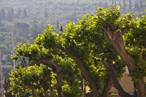 Northern Italy Prints: ITALY, Verona Province, Torri del Benaco. Trees