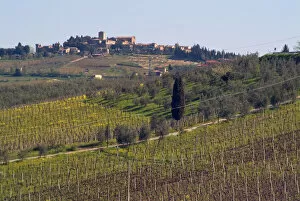 Italy, View of a Tuscan vineyard