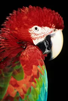 Itaparica, Bahia state, Brazil. Red and blue macaw (Ara macao)