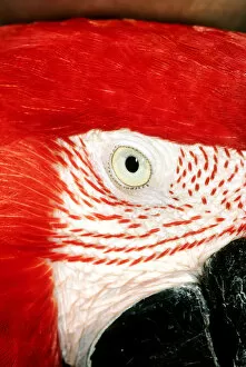Itaparica, Brazil. Scarlet macaw in profile; eye, cheek, beak