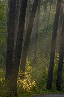 Itasca State Park, Minnesota, USA