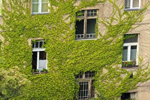 Tom Haseltine Prints: Ivy covered wall of building