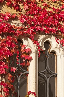 Saxony Prints: Ivy on wall Germany