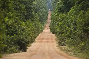 Dirt Road Prints: Iwokrama Road. Main access road between Georgetown and Lethem passing through