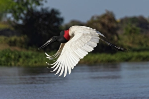 Mato Grosso Prints: Jabiru stork in flight. Mato Grosso, Pantanal, Brazil, South America