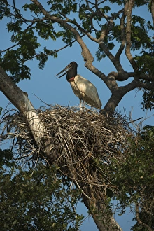 Northern Pantanal Prints: Jabiru Stork (Jabiru mycteria), Northern Pantanal, Mato Grosso, Brazil