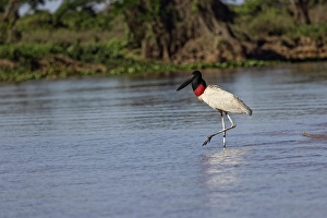 Mato Grosso Prints: Jabiru stork. Mato Grosso, Pantanal, Brazil, South America