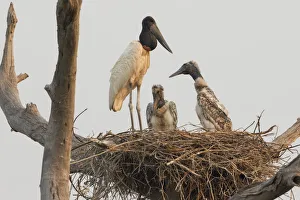South American Prints: Jabiru stork on nest with chicks