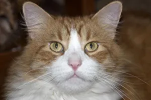 Sacramento Prints: Jack domestic orange and white maine coon cat