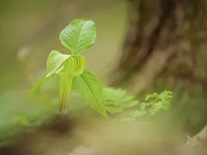 Ground Prints: Jack-in-the-pulpit, spring, western Kentucky