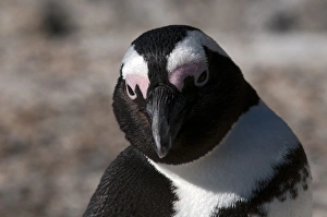 Western Cape Prints: Jackass penguin (Speniscus demersus), Boulders Beach, Cape Town, South Africa