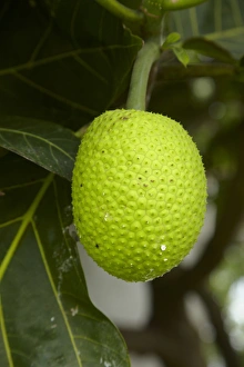 Fiji Prints: Jackfruit (Artocarpus heterophyllus), Namaqumaqua village, Coral Coast, Viti Levu