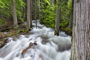 Images Dated 18th June 2014: Jackson Creek in Glacier National Park, Montana, USA