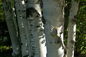 Images Dated 24th September 2005: Jackson, NH, USA, stand of Birch trees