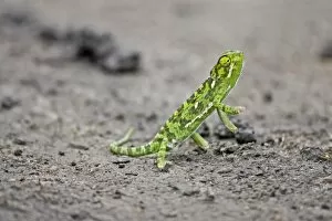 Images Dated 16th September 2006: A jacksons Chameleon standing on the road in the Maasai Mara Kenya