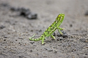 Images Dated 16th September 2006: A jacksons Chameleon standing on the road in the Msai Mara Kenya