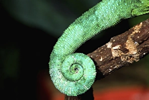 Curl Prints: Jacksons Chameleon Tail, Chamaeleo jacksoni, Native to Eastern Africa