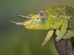 Sexual Dimorphism Prints: Jacksons Three-horned Chameleon, Trioceros, Chameleon jacksoni xantholophus