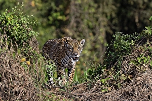 Porto Jofre Prints: Jaguar on the bank of the Cuiaba River, Pantanal, Brazil