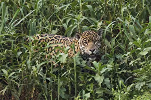 South American Prints: Jaguar emerging from tall vegetation
