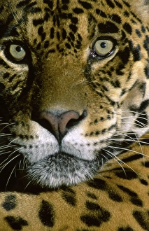 Andres Morya Prints: Jaguar Face (Panthera onca), Amazon Basin, Peru