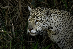 Stalking Prints: Jaguar hunting along the river banks of Cuiaba River, Pantanal, Brazil