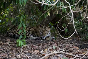 Mato Grosso Prints: Jaguar, Pantanal, Mato Grosso, Brazil