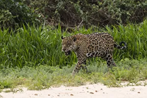 Images Dated 7th July 2021: Jaguar, Pantanal, Mato Grosso, Brazil