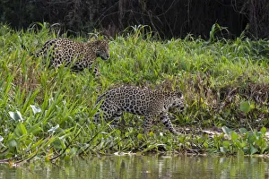 Jaguar, Pantanal, Mato Grosso, Brazil