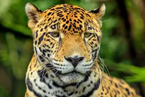 Images Dated 27th September 2014: Jaguar (Panthera onca), Belize Zoo near Belize City, Belize, Central America