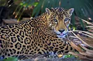 Andres Morya Prints: Jaguar (Panthera onca), Central America Jaguar (Panthera onca) Linnaeus, Costa Rica