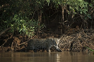 Jaguar (Panthera onca) female, Northern Pantanal, Mato Grosso, Brazil