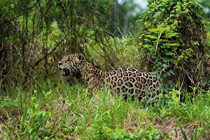 Mato Grosso Prints: A Jaguar, Panthera onca, looking for prey near the Cuiaba River in Brazil