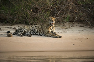 Images Dated 28th August 2014: Jaguar (Panthera onca) male, Northern Pantanal, Mato Grosso, Brazil, (Adriano)
