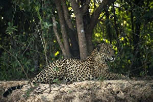 Northern Pantanal Prints: Jaguar (Panthera onca) male, Northern Pantanal, Mato Grosso, Brazil, (Adriano)