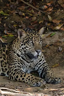 Relaxation Prints: A jaguar, Panthera onca, resting on a river bank. Pantanal, Mato Grosso, Brazil