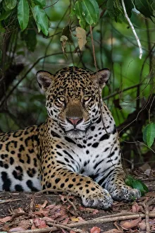 Relaxation Prints: A jaguar, Panthera onca, resting in the shade and looking at the camera