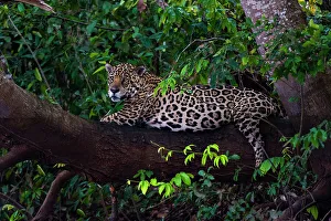 Relaxation Prints: A Jaguar, Panthera onca, resting on a tree branch. Mato Grosso Do Sul State, Brazil