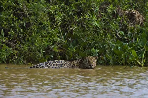Mato Grosso Prints: A jaguar, Panthera onca, in the river